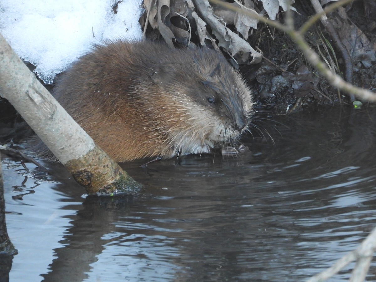 Animals - ML650784862