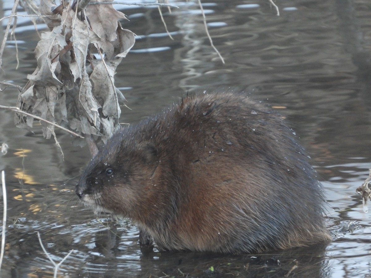 Animals - ML650784866