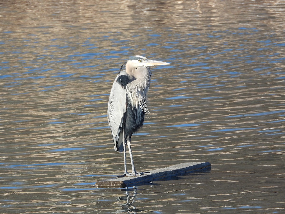 Great Blue Heron - ML650784890