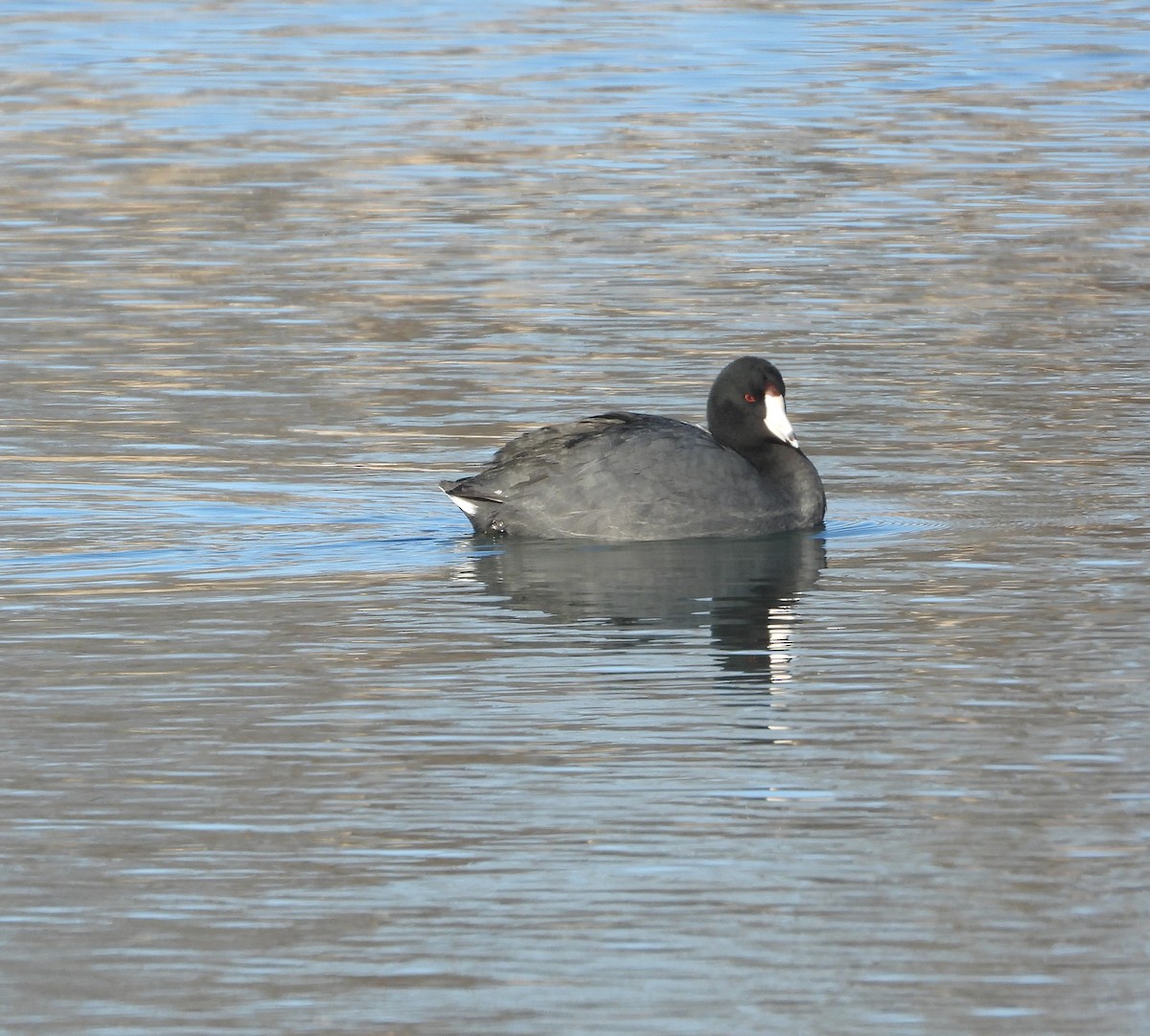 American Coot - ML650784990