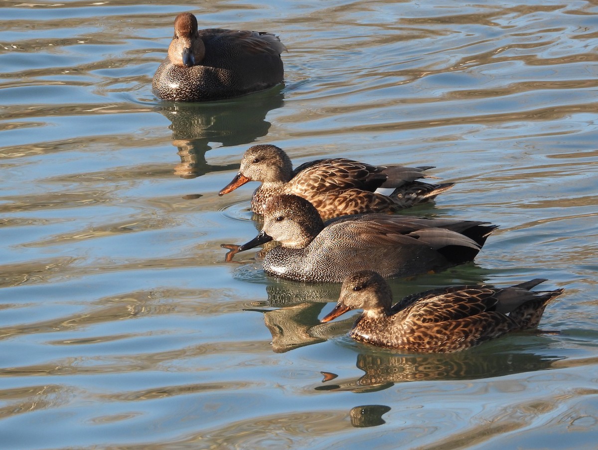 Gadwall - ML650785021