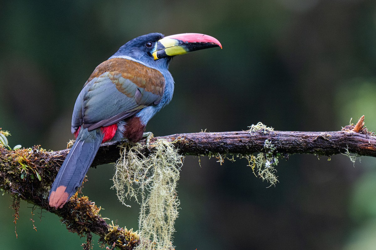 Gray-breasted Mountain-Toucan - ML650785111