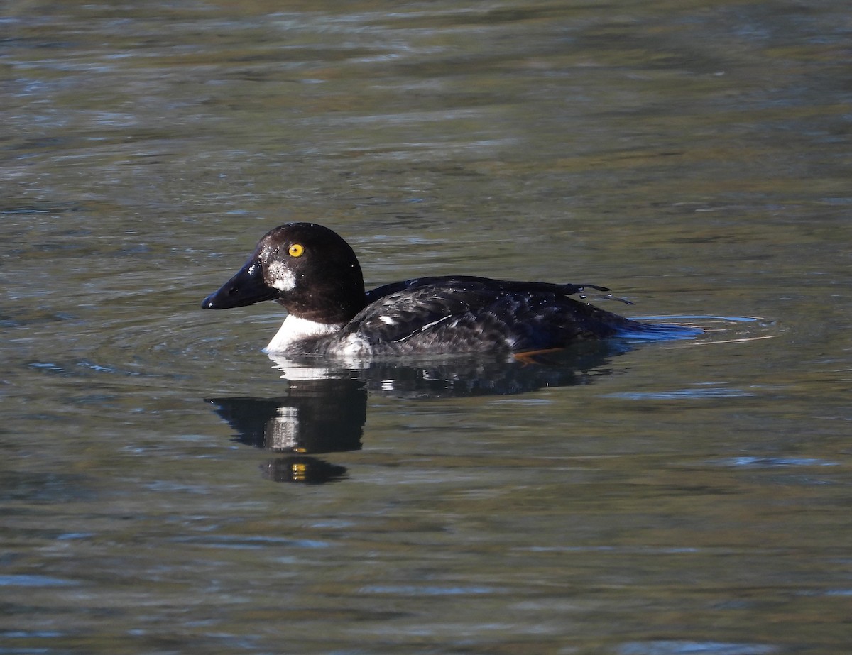 Common Goldeneye - ML650785114