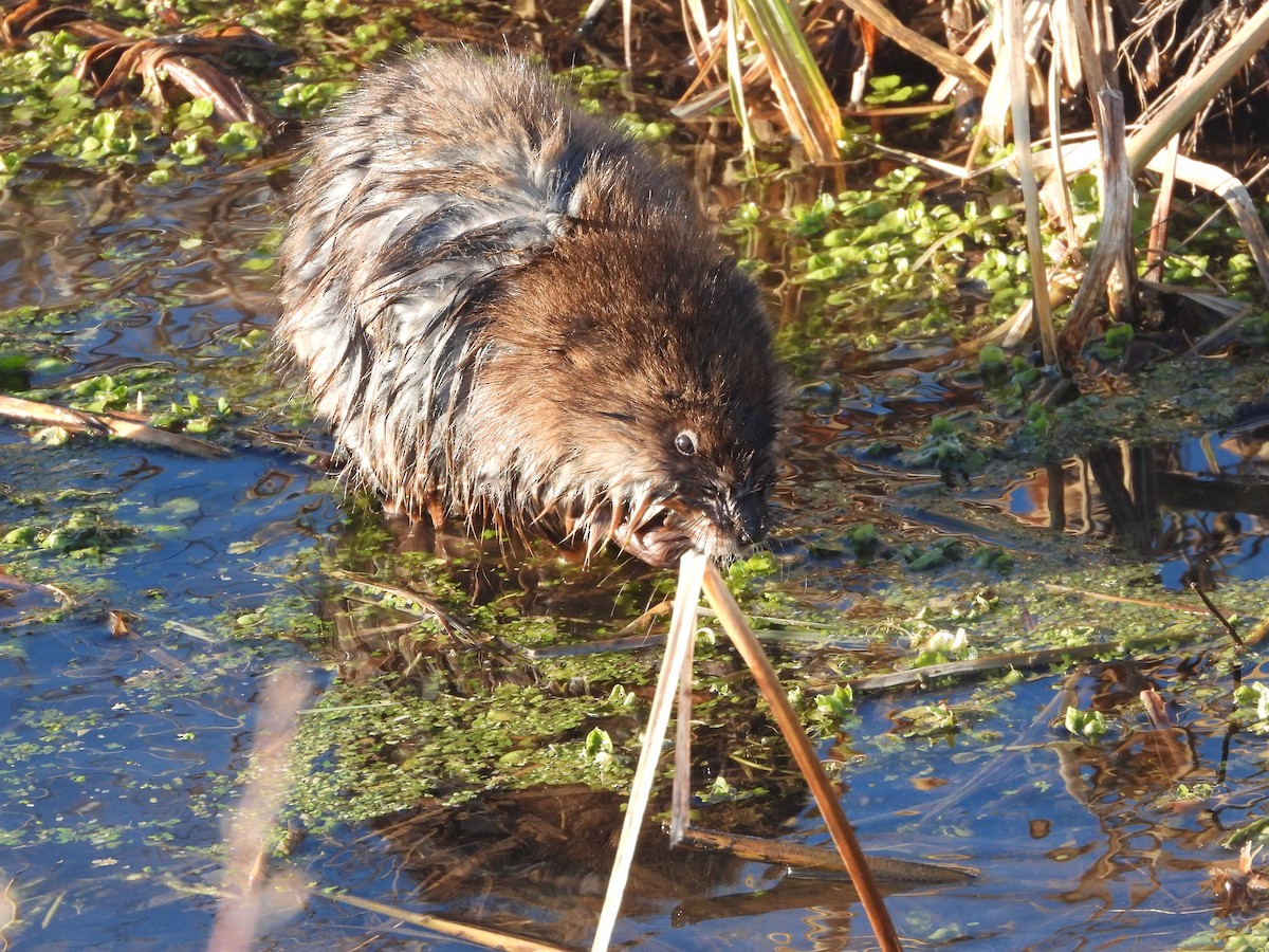 Animals - ML650785128