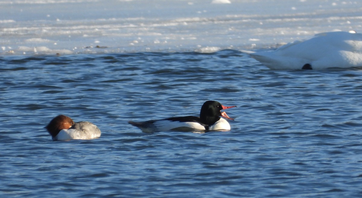 Common Merganser - ML650785149