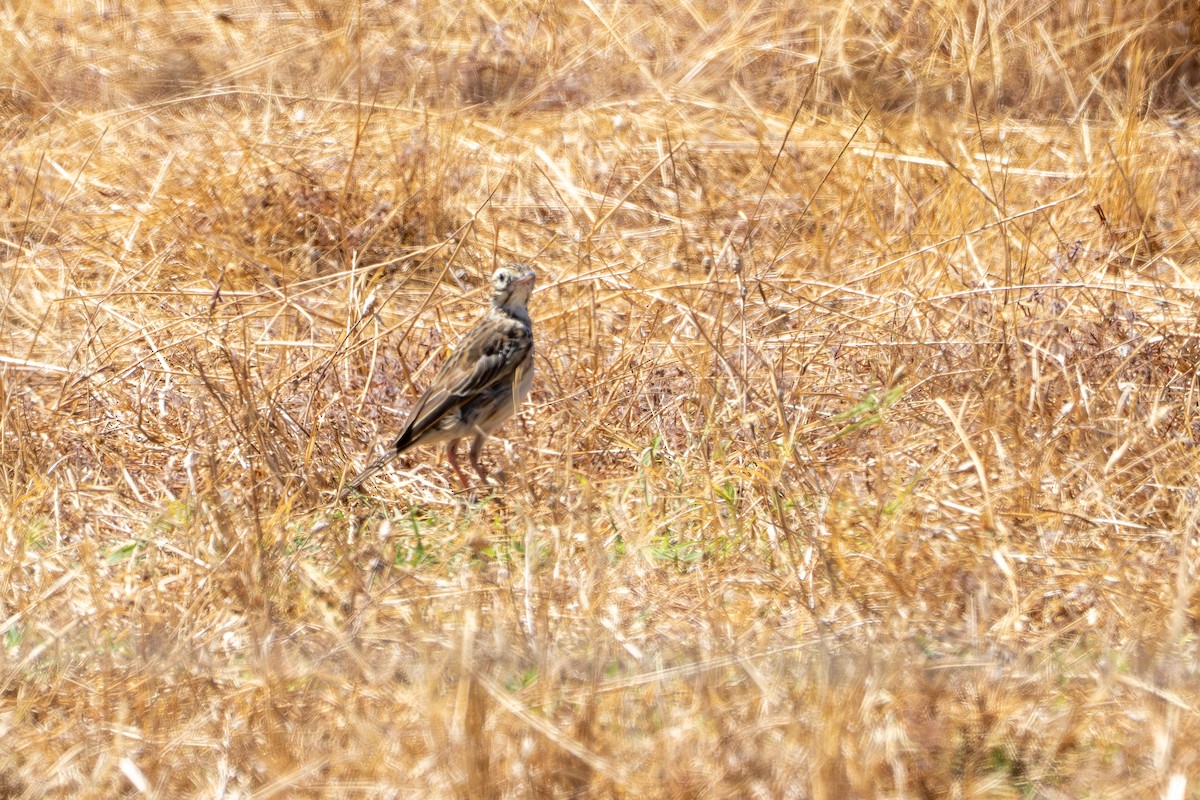 Australian Pipit (Australian) - ML650785158