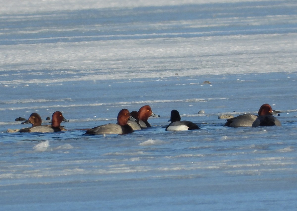Redhead - ML650785176