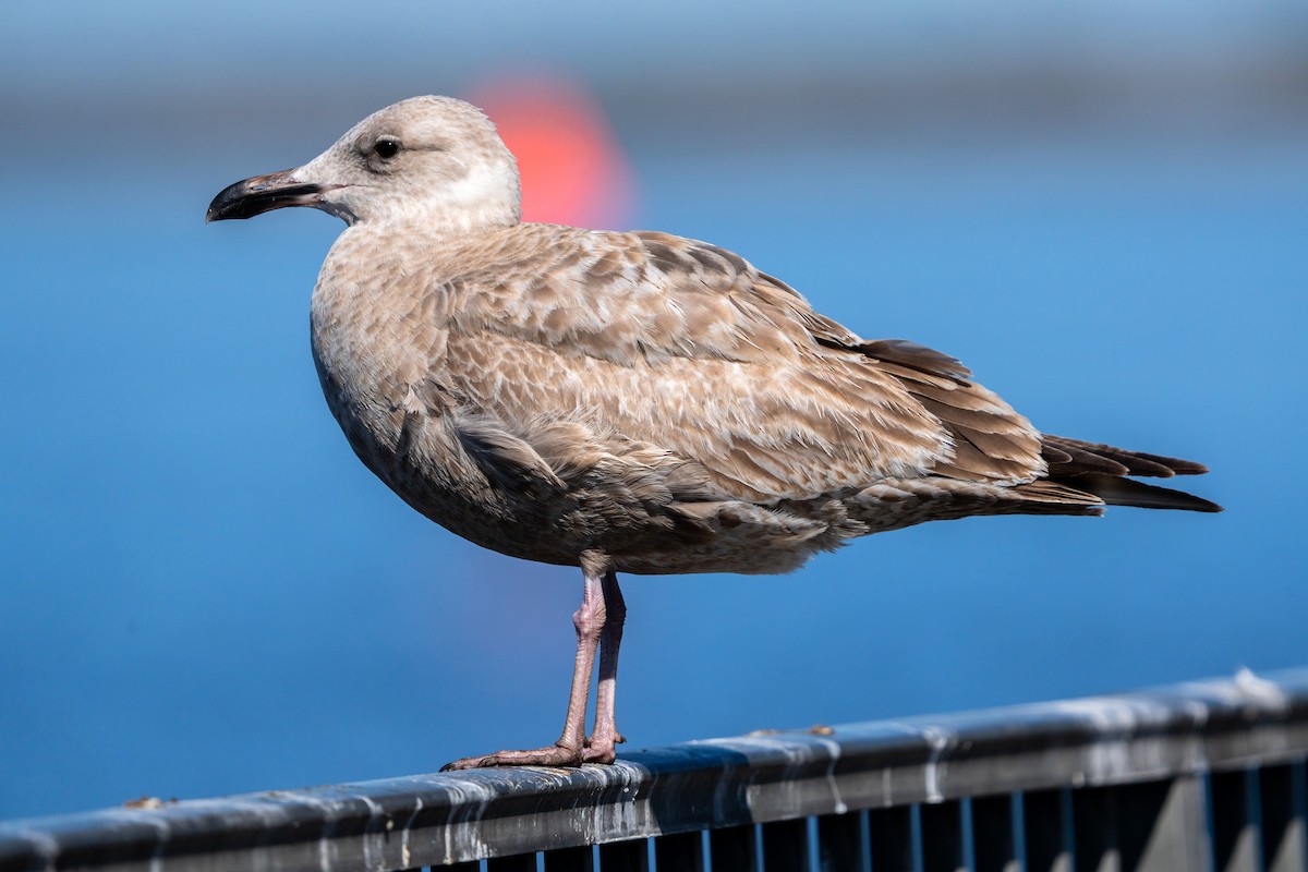 eBird Checklist - 7 Feb 2026 - Pahokee Marina (Lake Okeechobee) - 18 ...