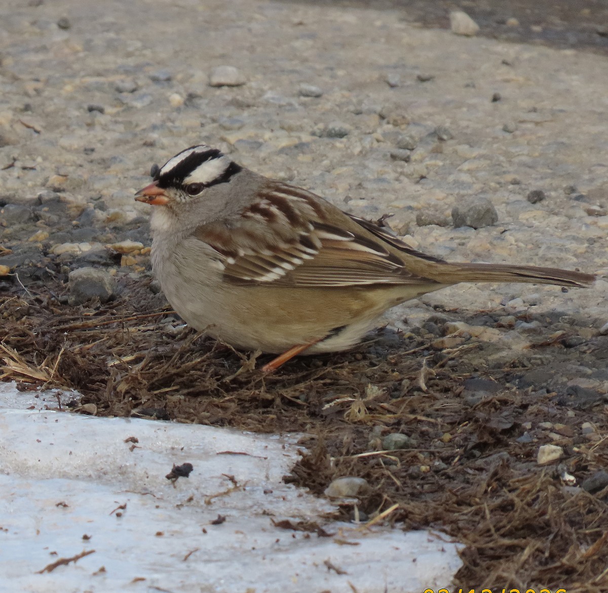 White-crowned Sparrow - ML650785357