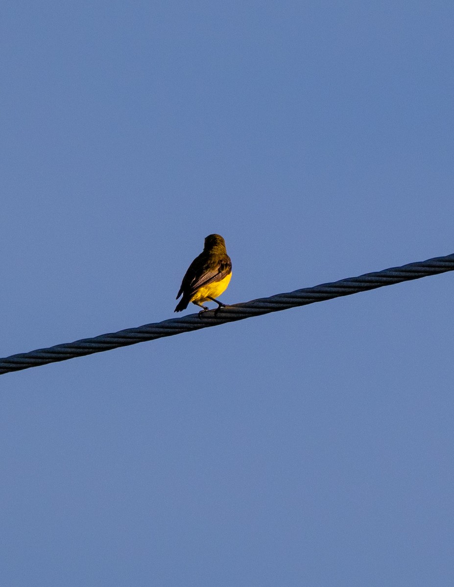 Sahul Sunbird - ML650785495