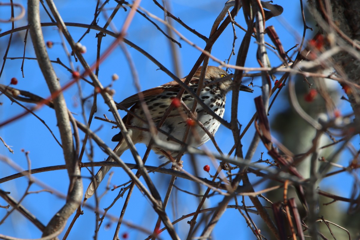 Brown Thrasher - ML650785553
