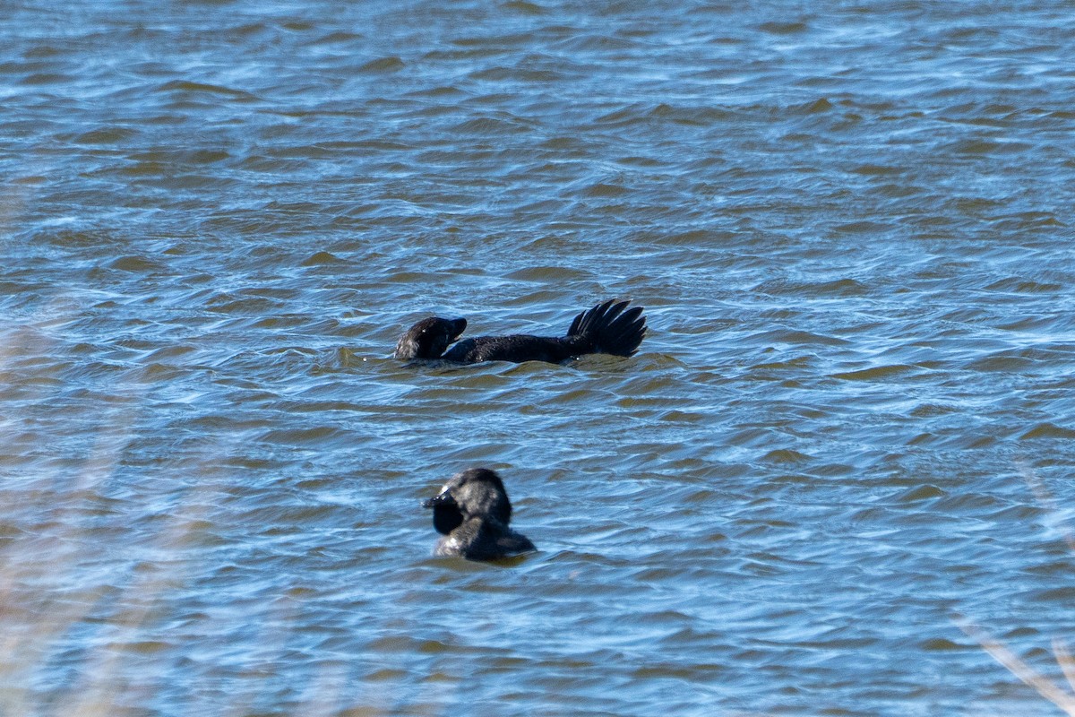 Musk Duck - ML650785611