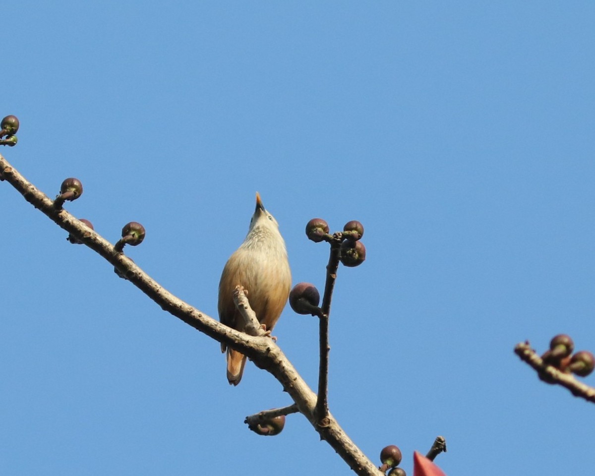 Малабарский скворец - ML650785674