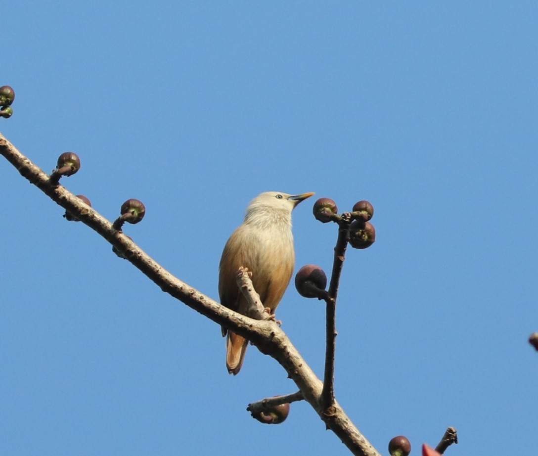 Малабарский скворец - ML650785676