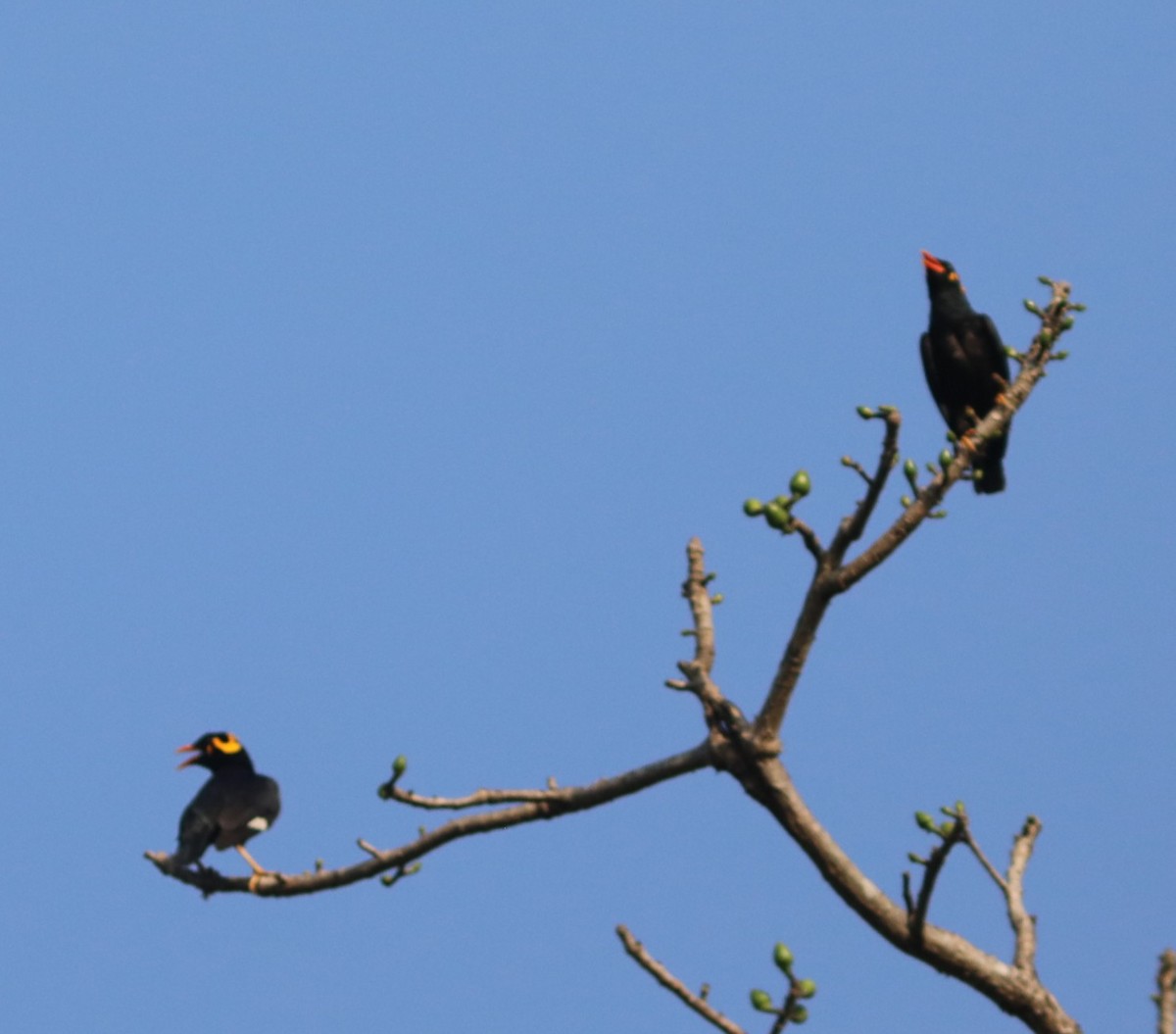 Индийская майна - ML650785683