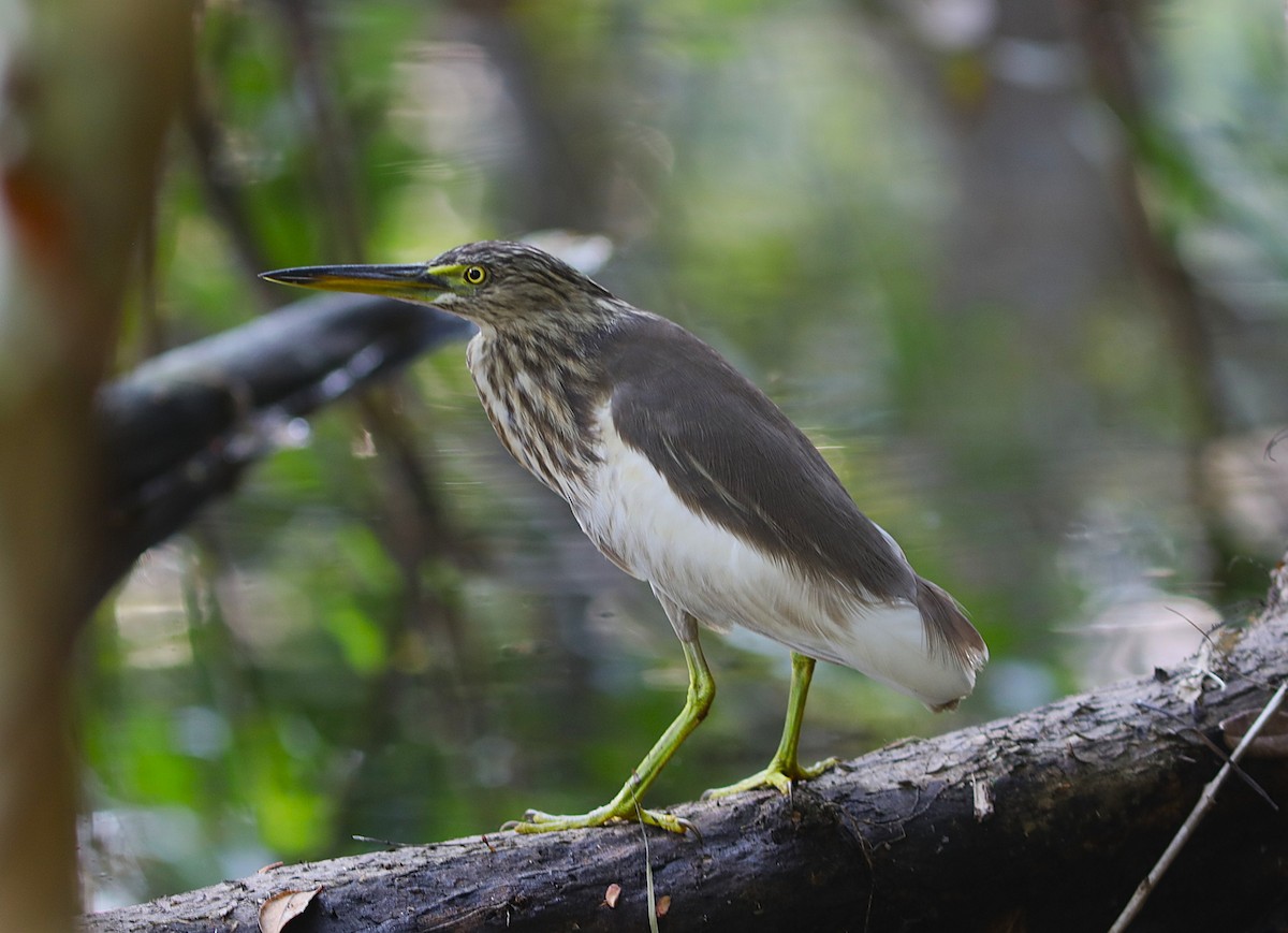 Индийская прудовая цапля - ML650785715