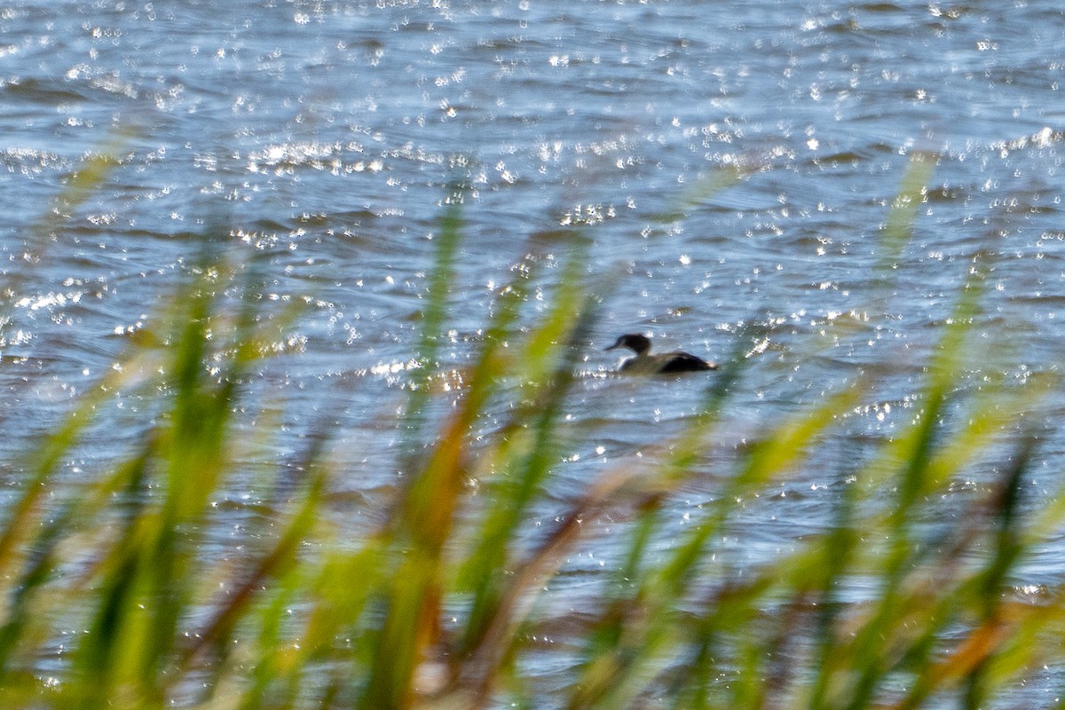 Great Crested Grebe - ML650785738