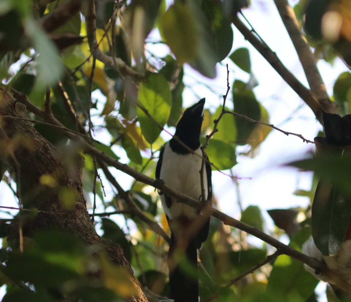 Белобрюхая китта - ML650785741