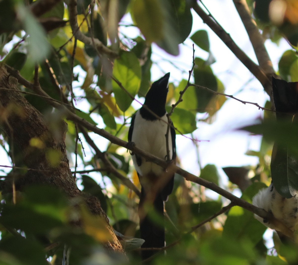 Белобрюхая китта - ML650785742