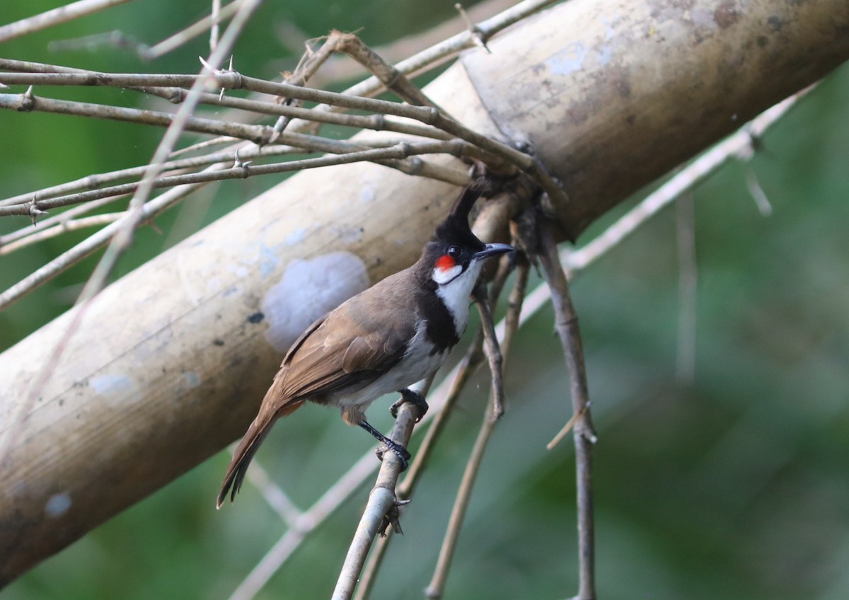 Красноухий бюльбюль - ML650785749