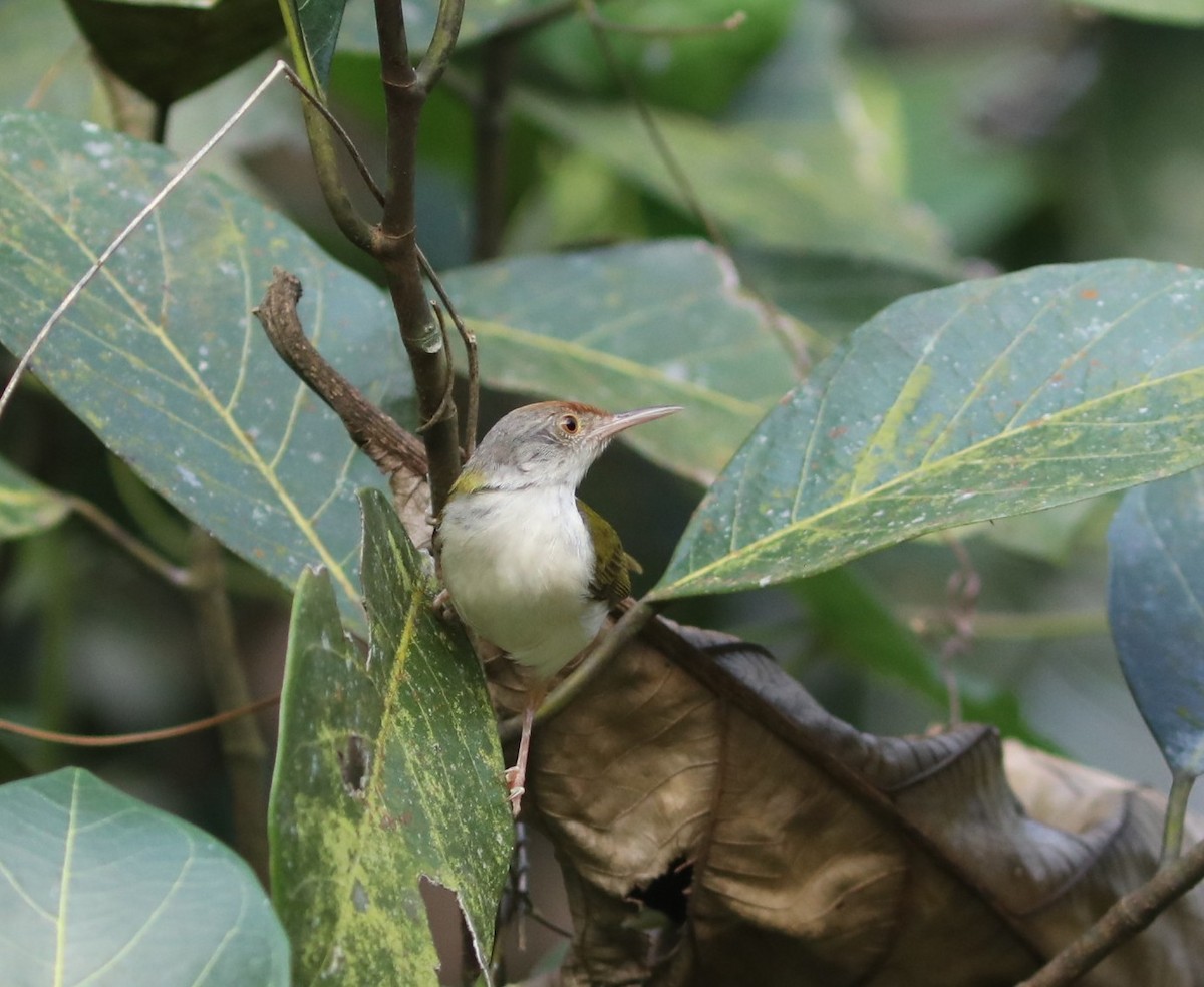 Красношапочная портниха - ML650785763