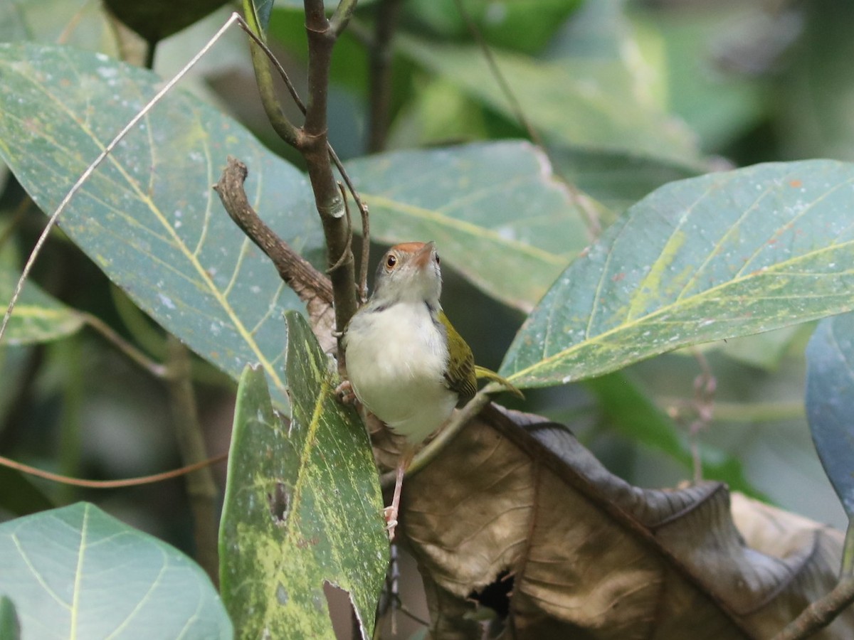 Красношапочная портниха - ML650785764