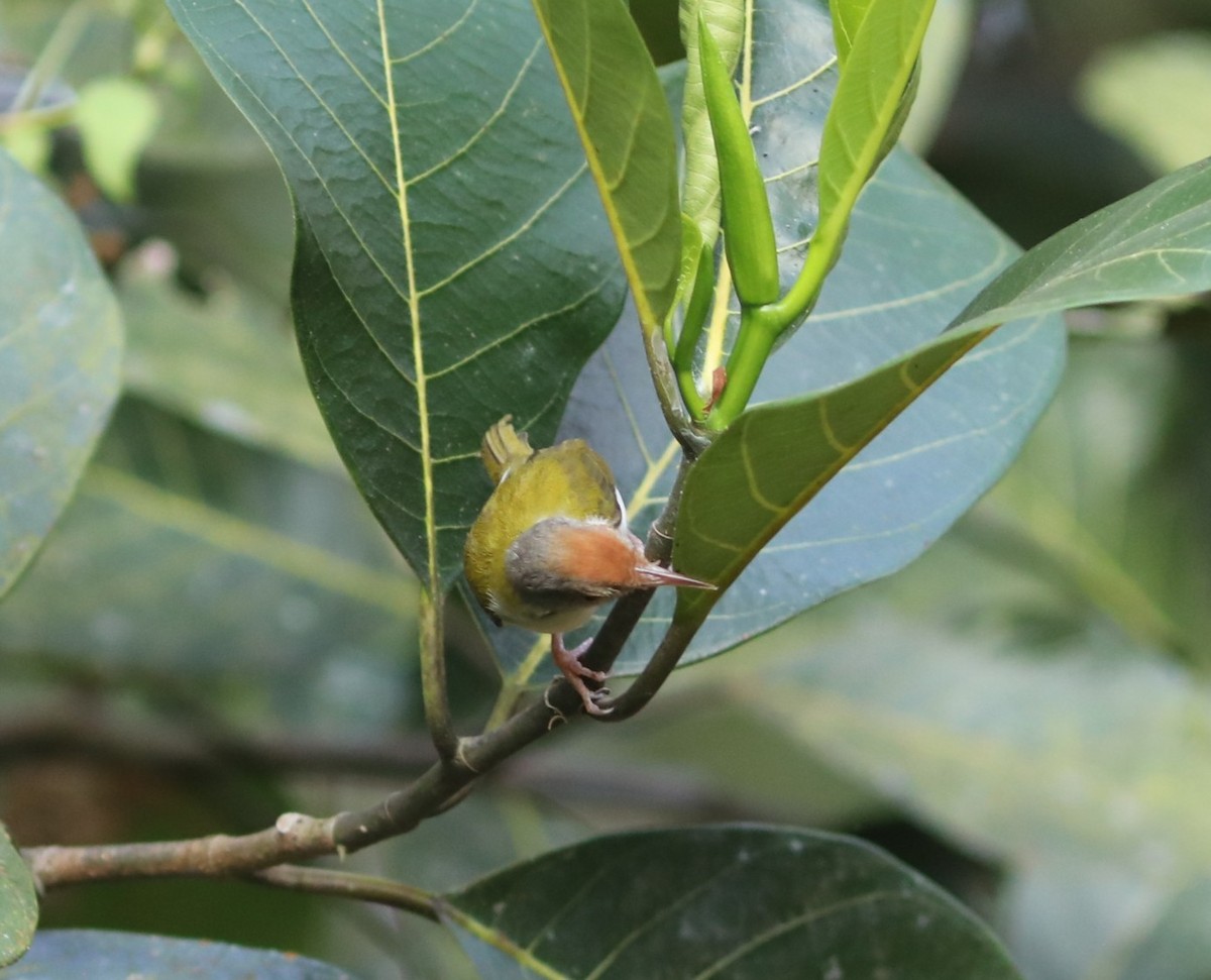 Красношапочная портниха - ML650785765