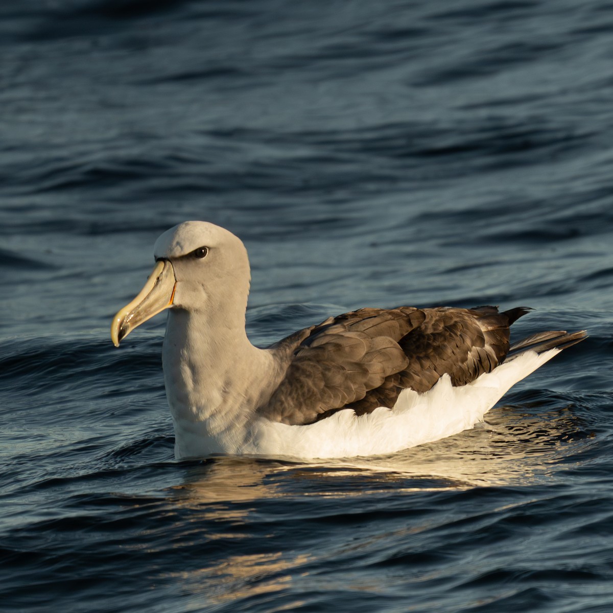 Salvin's Albatross - ML650785808