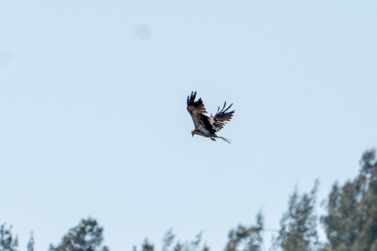 Whistling Kite - ML650785816