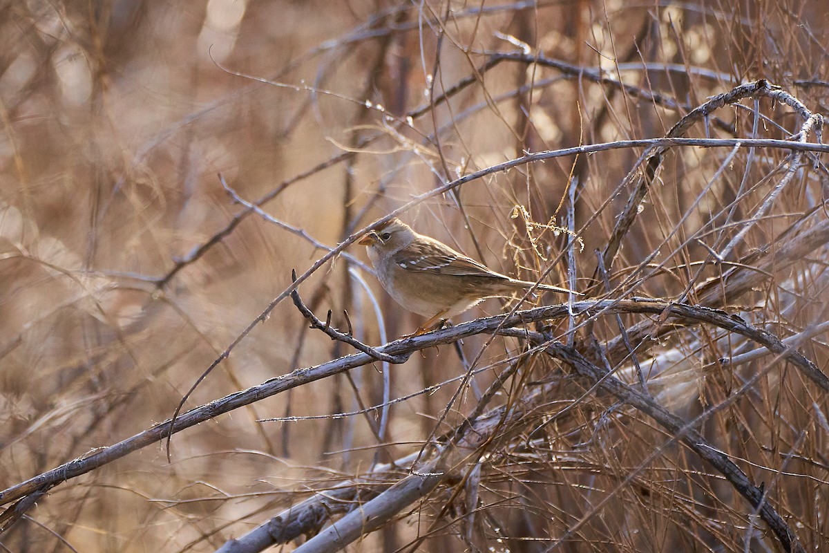 White-crowned Sparrow - ML650785833
