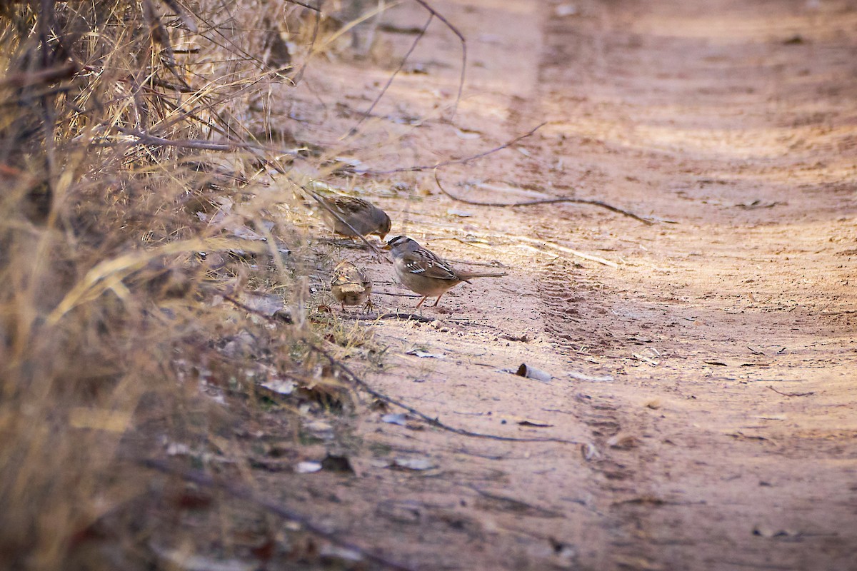 White-crowned Sparrow - ML650785834