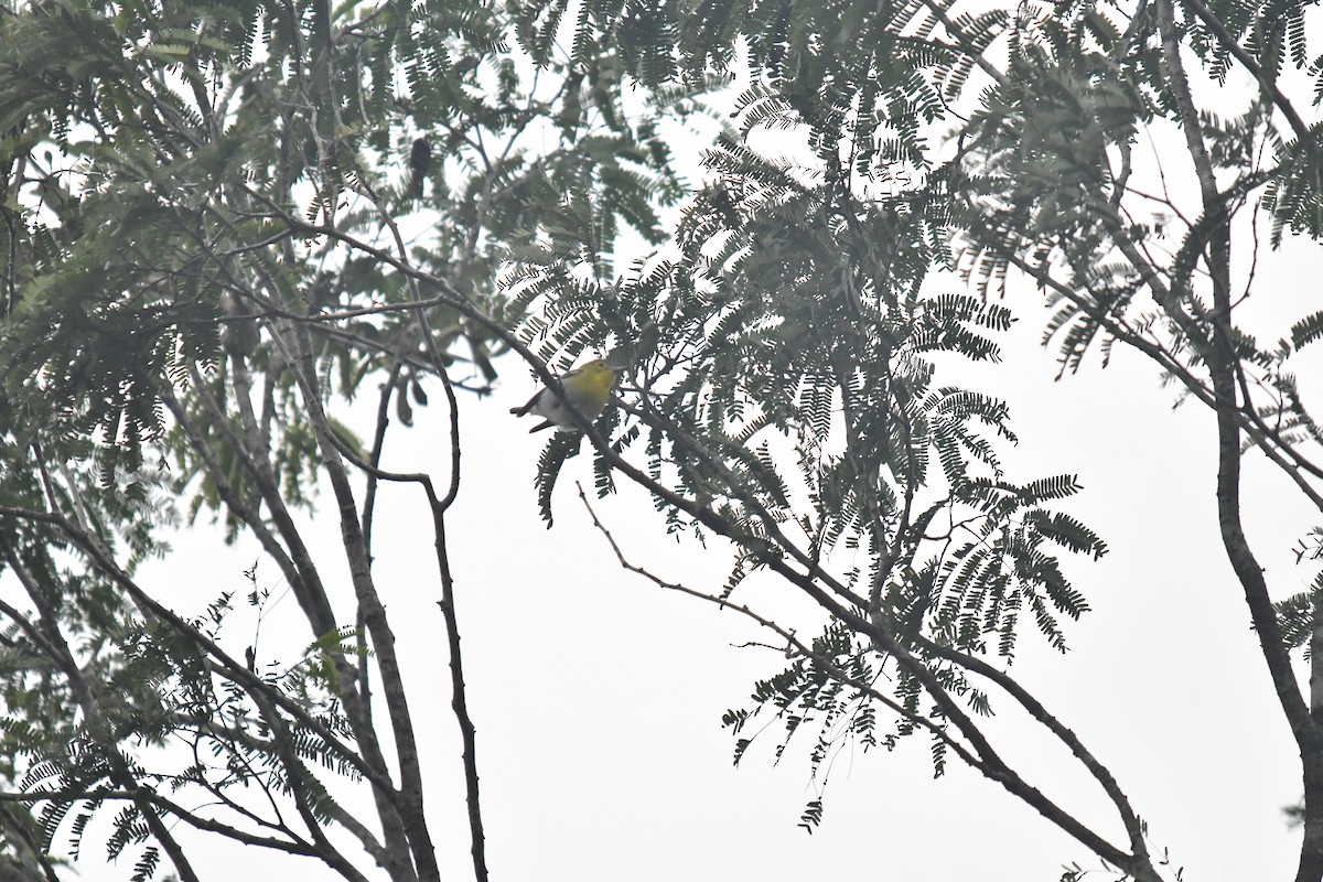 Yellow-throated Vireo - ML650785952