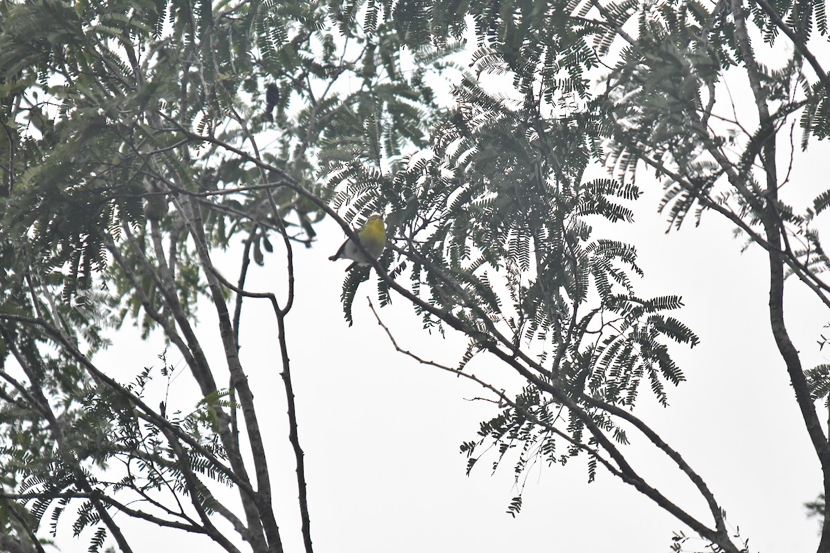 Yellow-throated Vireo - ML650785953