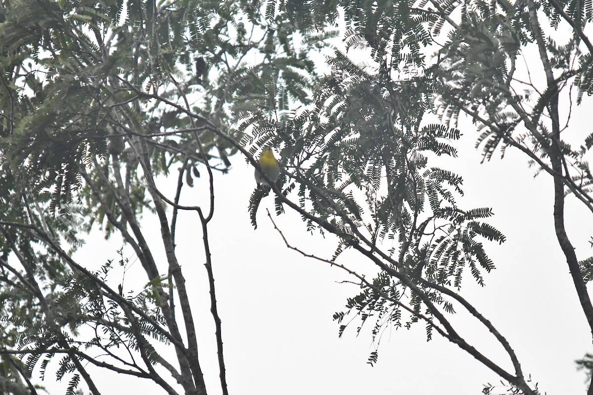 Yellow-throated Vireo - ML650785954