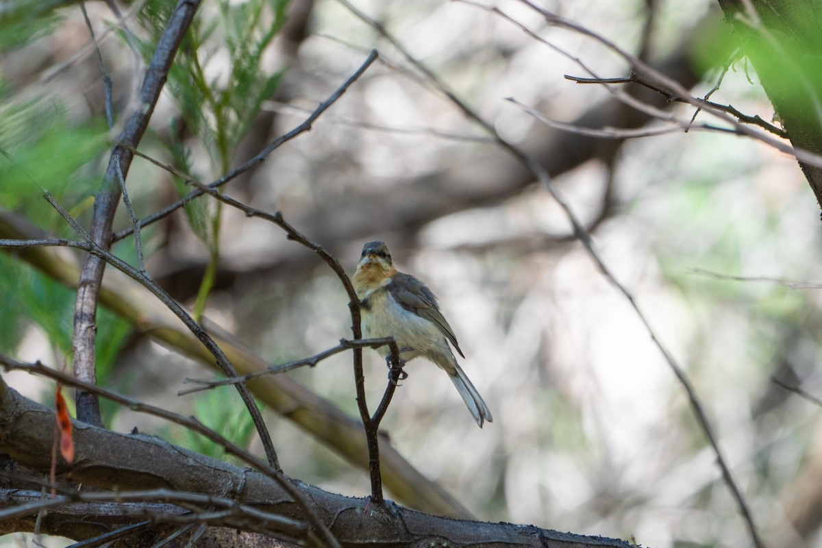 Western Spinebill - ML650786034