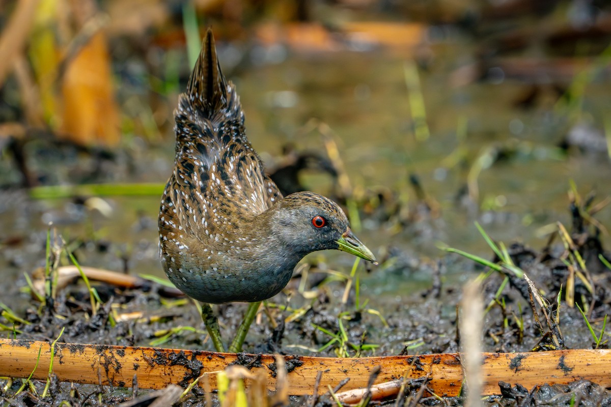Australian Crake - ML650786349