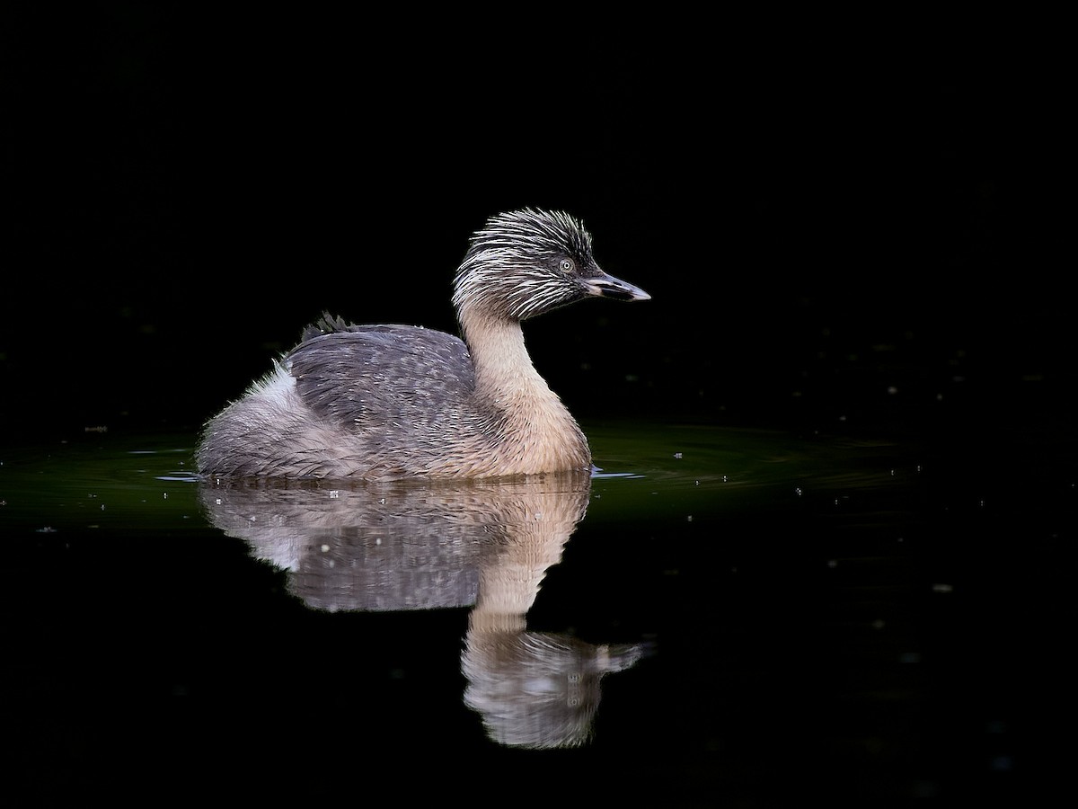 Hoary-headed Grebe - ML650786468