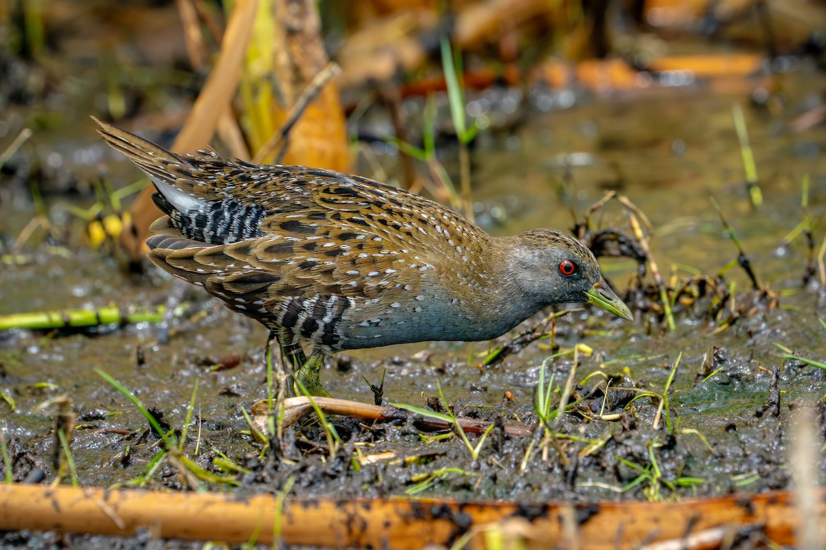 Australian Crake - ML650786561