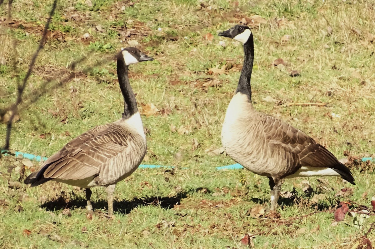 Canada Goose - ML650786570