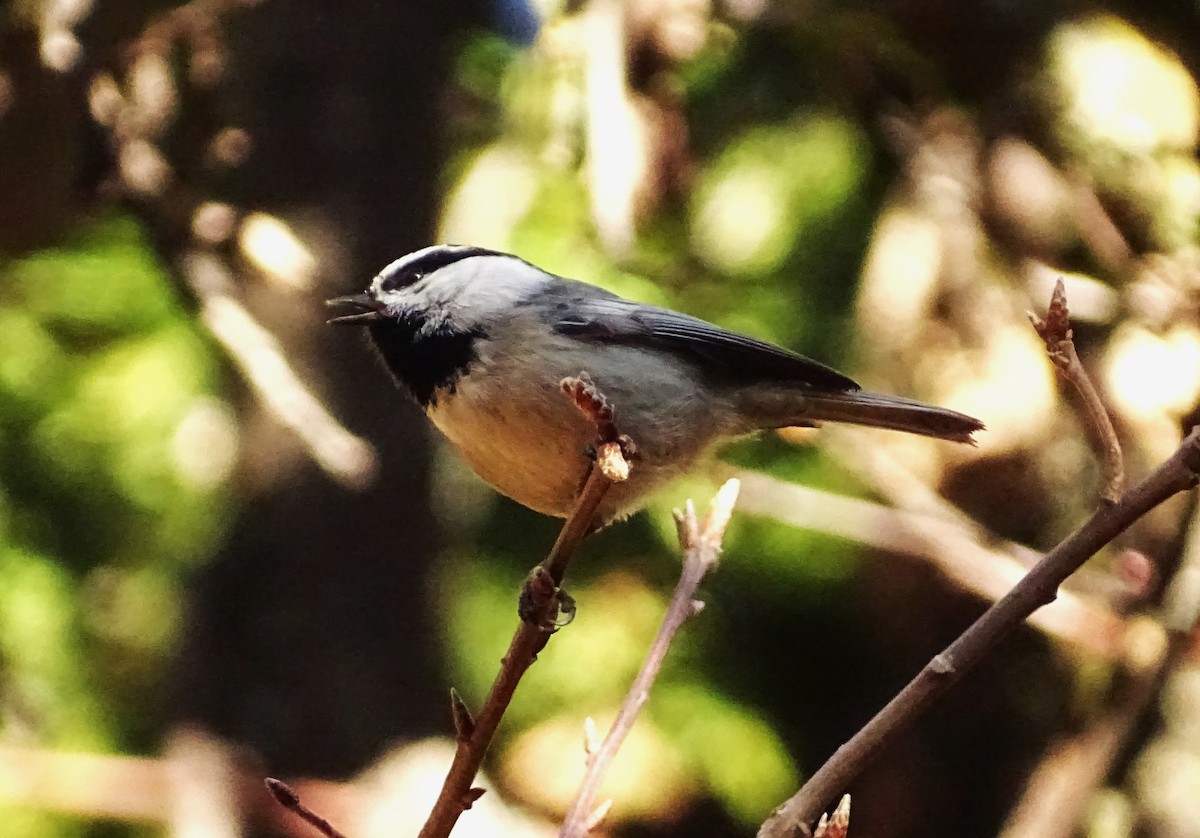 Mountain Chickadee - ML650786592