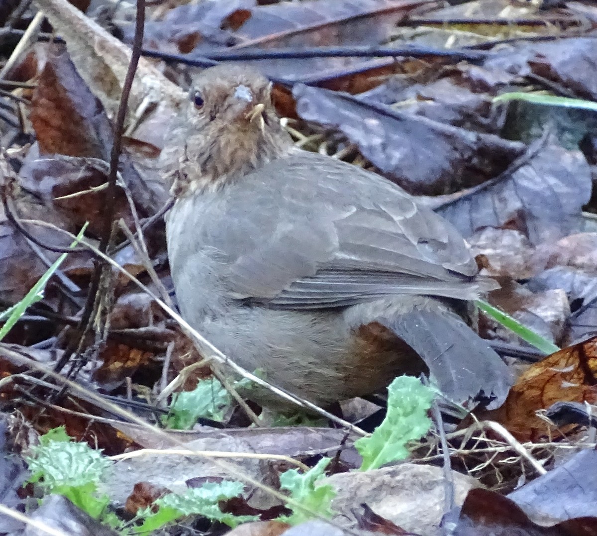 California Towhee - ML650786598
