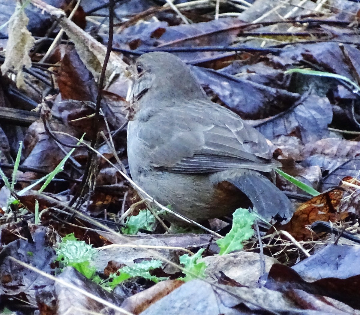 California Towhee - ML650786600