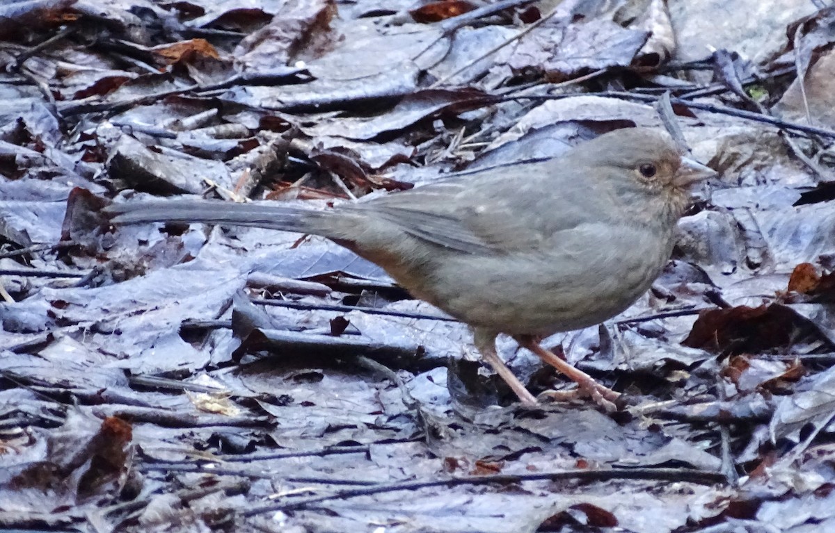 California Towhee - ML650786603