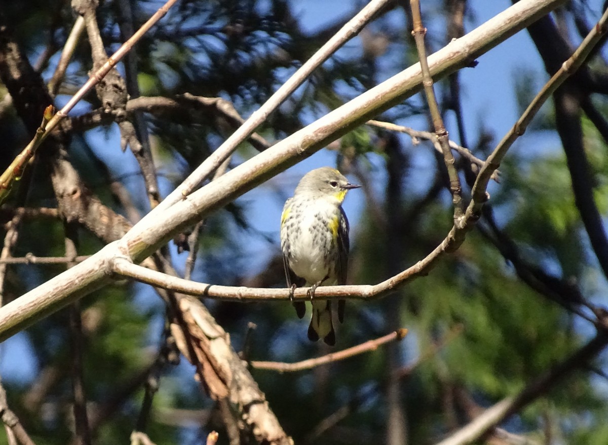 Yellow-rumped Warbler - ML650786638