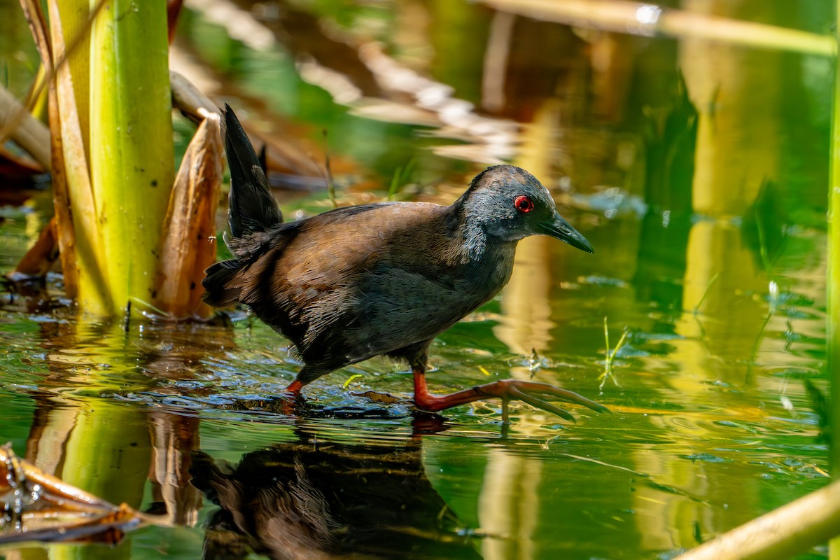 Spotless Crake - ML650786821