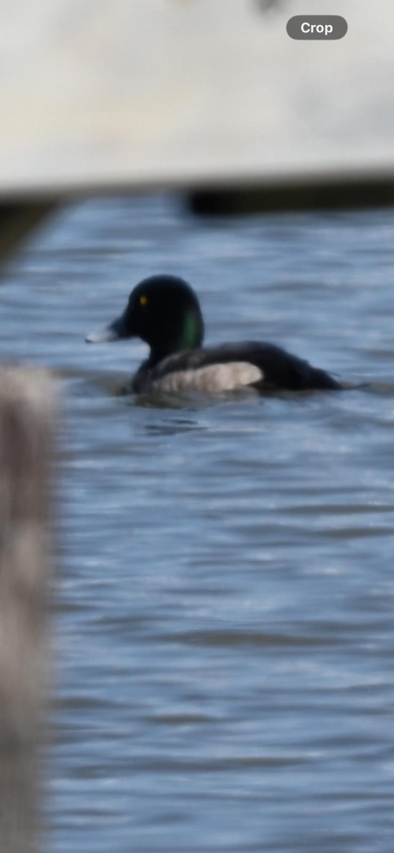 斑背潛鴨/小斑背潛鴨 - ML650786845