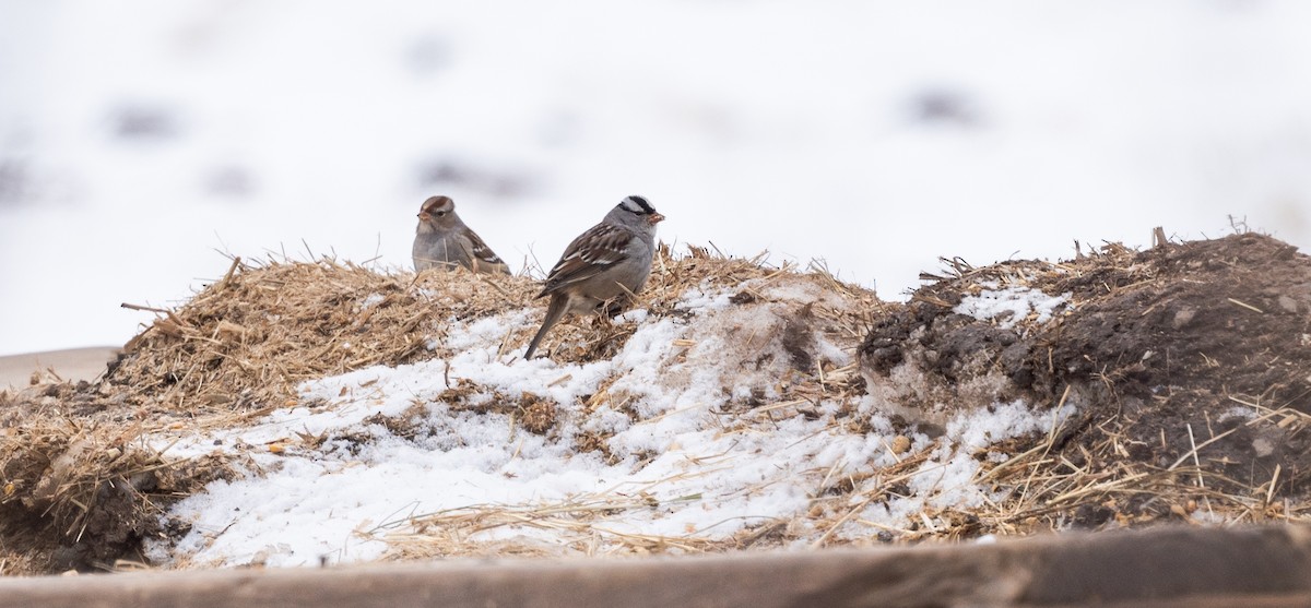 White-crowned Sparrow - ML650786867