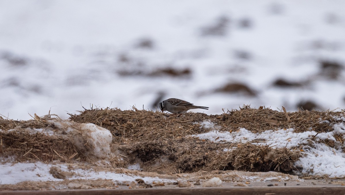 White-crowned Sparrow - ML650786869