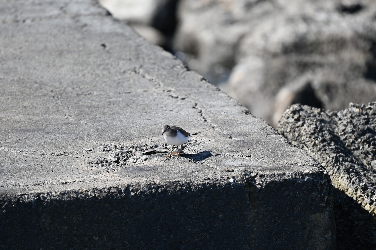 Spotted Sandpiper - ML650786884