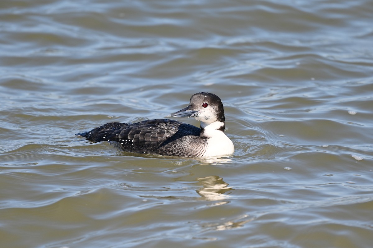 Common Loon - ML650786898